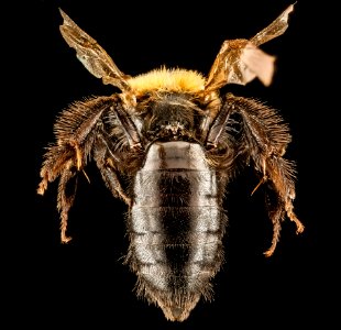 Andrena anograe, female, back1 2012-08-06-15.31.25 ZS PMax photo