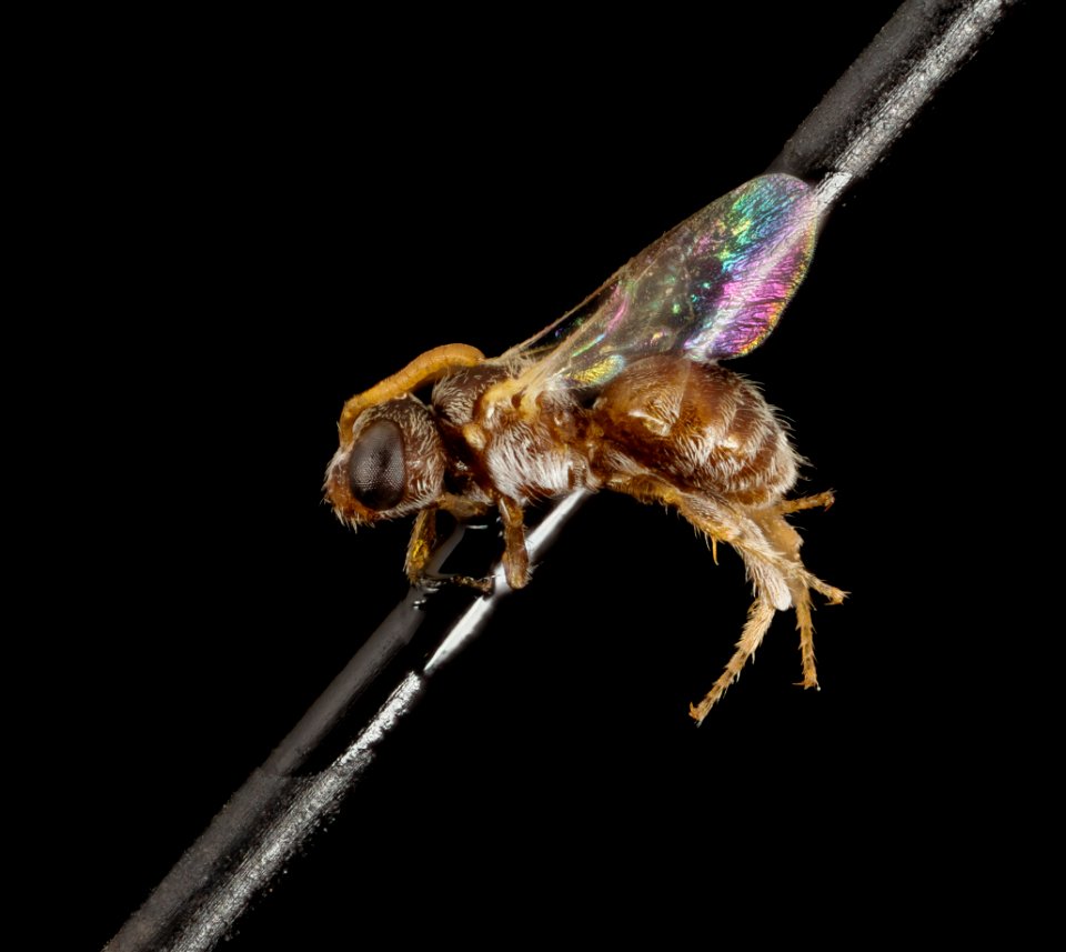 Chiasmognathus cf gussakovskii, u, tadjikistan, sidefar 2014-11-01-20.20.02 ZS 2PMax