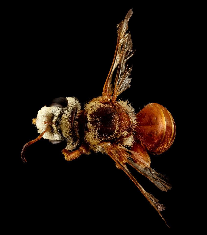 Chrysocolletes, m, australia, back 2014-10-11-16.32.50 ZS PMax
