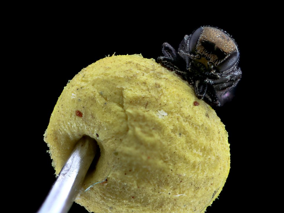 Small Bupe, face Beltsville west 2020-10-19-16.33.42 ZS PMax UDR
