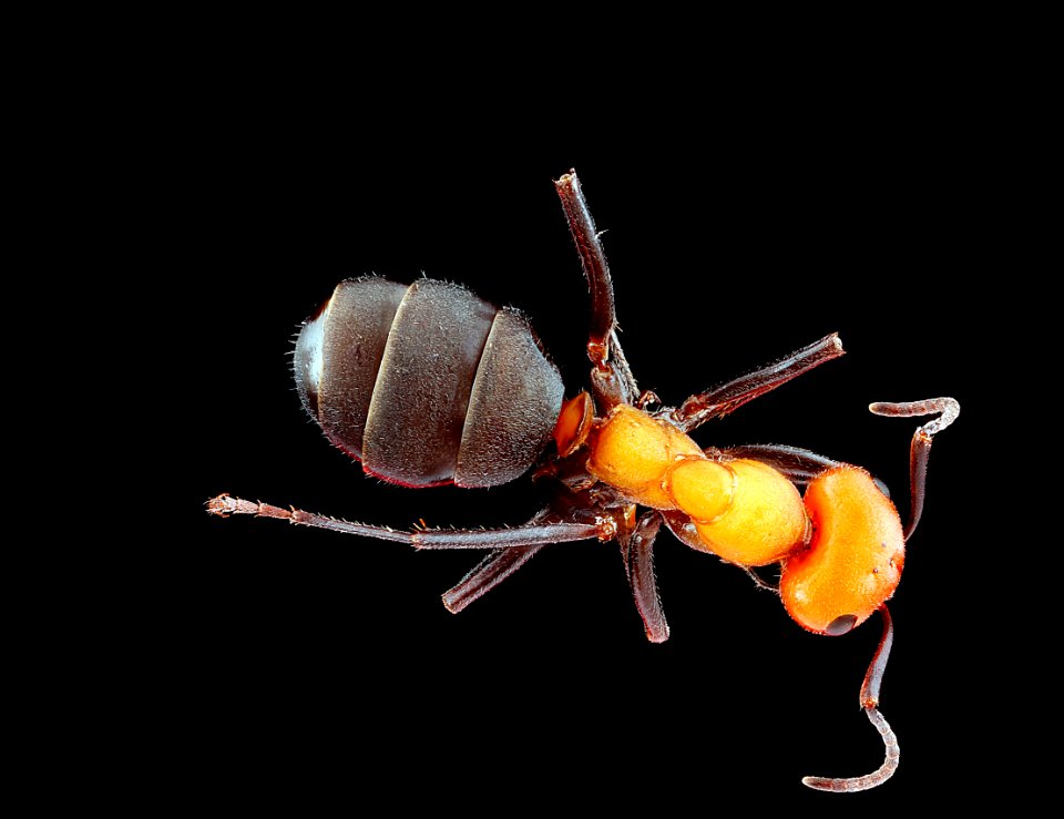 Ant,-back 2012-07-26-16.01.47-ZS-PMax photo