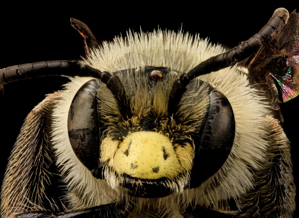 Andrena asteris, Male, Face, MD, Prince Georges Co 2013-06-07-18.24.52 ZS PMax