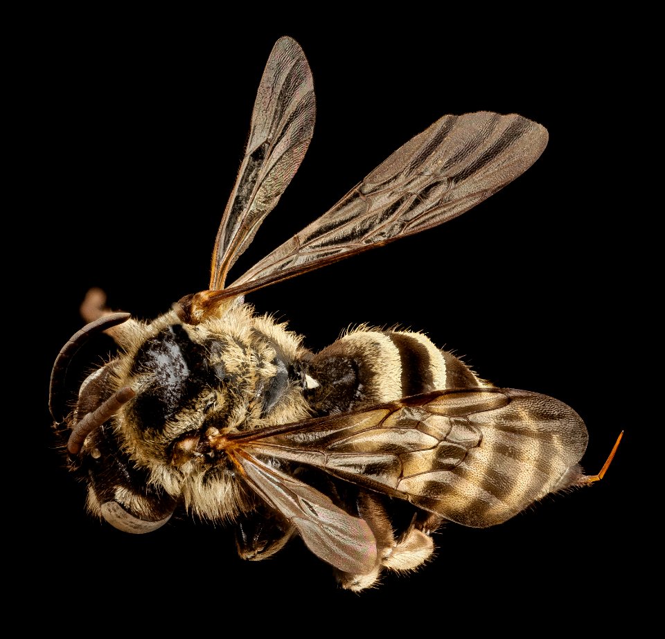 Parepeolus stuardi, f, angel, chile 2014-08-06-16.47.32 ZS PMax