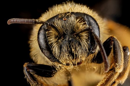 Andrena braccata, female, face 2012-08-08-15.40.01 ZS PMax photo