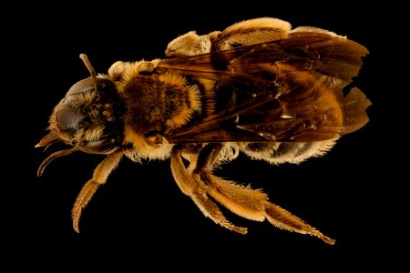 Andrena helianthiformis, f, back, Pennington Co., SD 2018-08-10-12.29.09 ZS PMax UDR