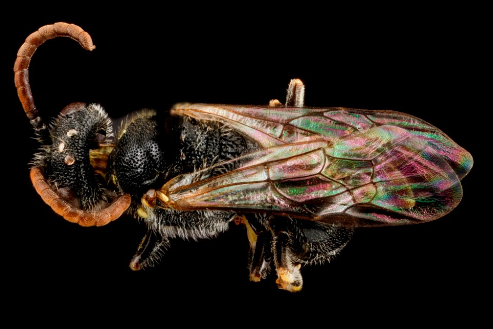 Hylaeus hyalinatus, M, back1 2013-01-10-14.22.14 ZS PMax