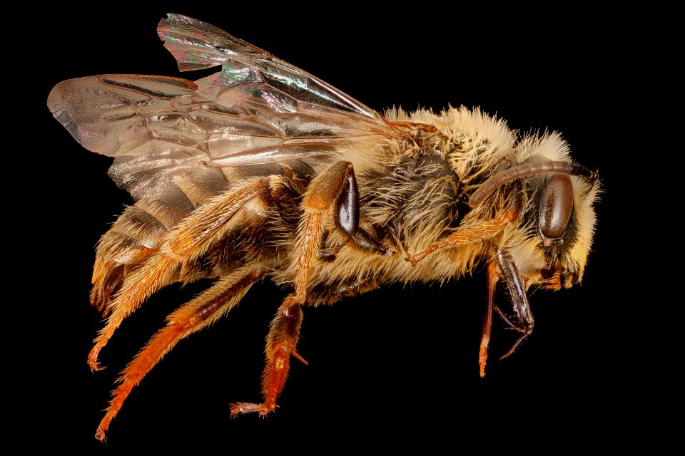 Andrena helianthi, right, Hartville, OH 2018-05-16-17.17