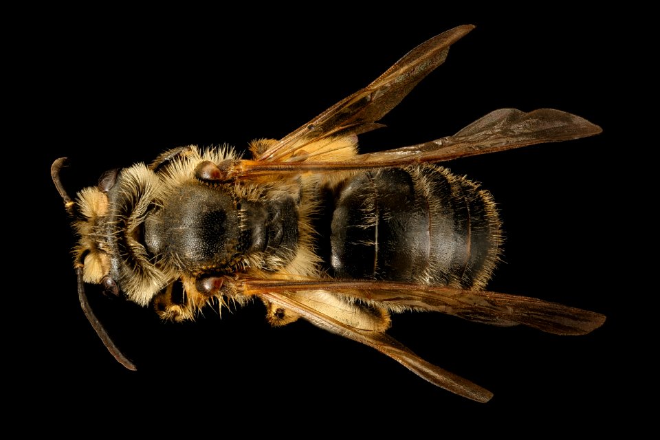 Andrena illini, f, back, Somerset Co, MD 2016-03-16-12.00