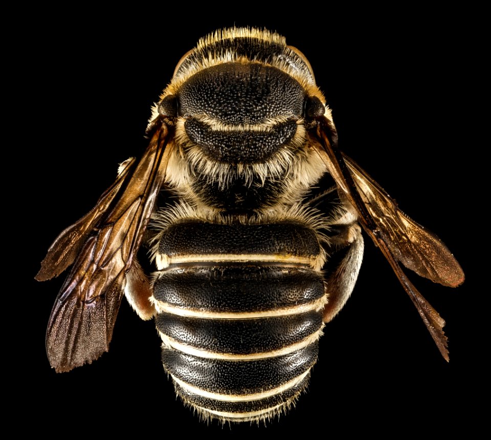 Trachusa ridingsii, M, Back, GA, Baker County 2015-02-10-13.35.02 ZS PMax
