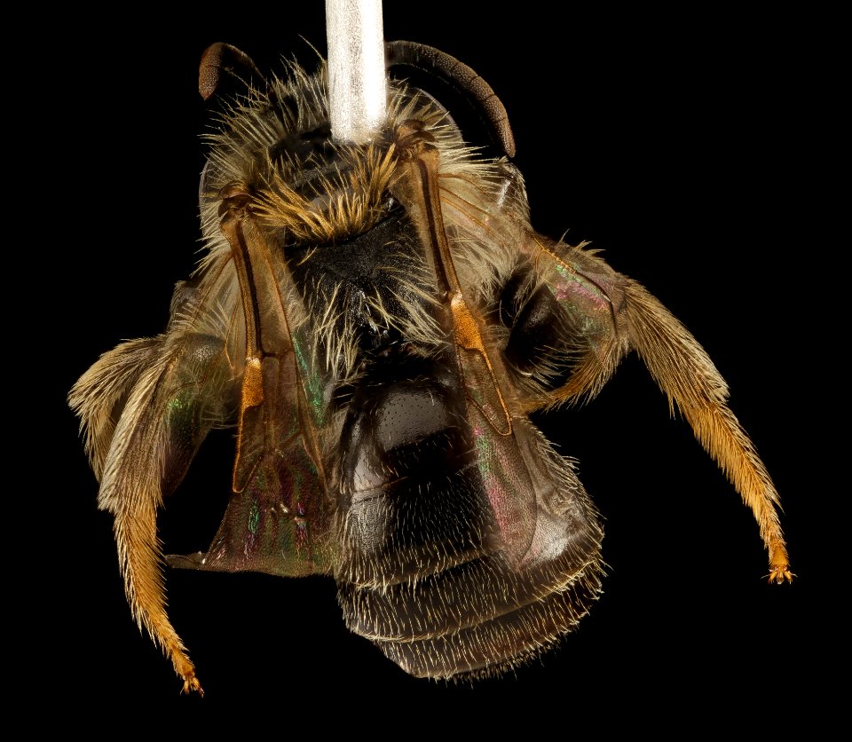 Andrena uvulariae, M, Back, MA, Franklin County 2015-07-07-16.00.01 ZS PMax UDR