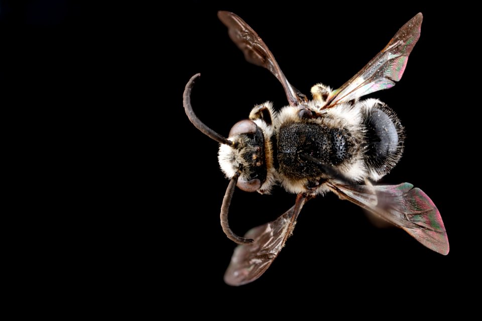 Colletes-nudus,-male,-back 2012-04-02-11.54.15-ZS-PMax