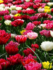 All colors flower plant