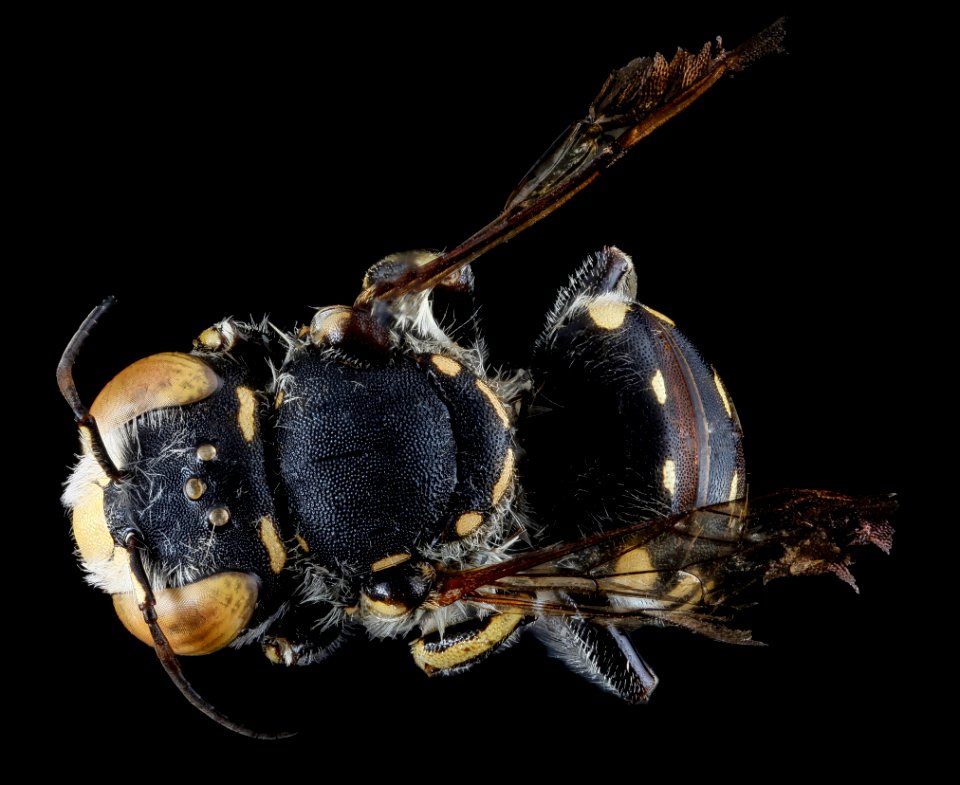 Anthidium maculifrons, M, back, Florida, St. Jonhs 2013-02-06-14.00.34 ZS PMax