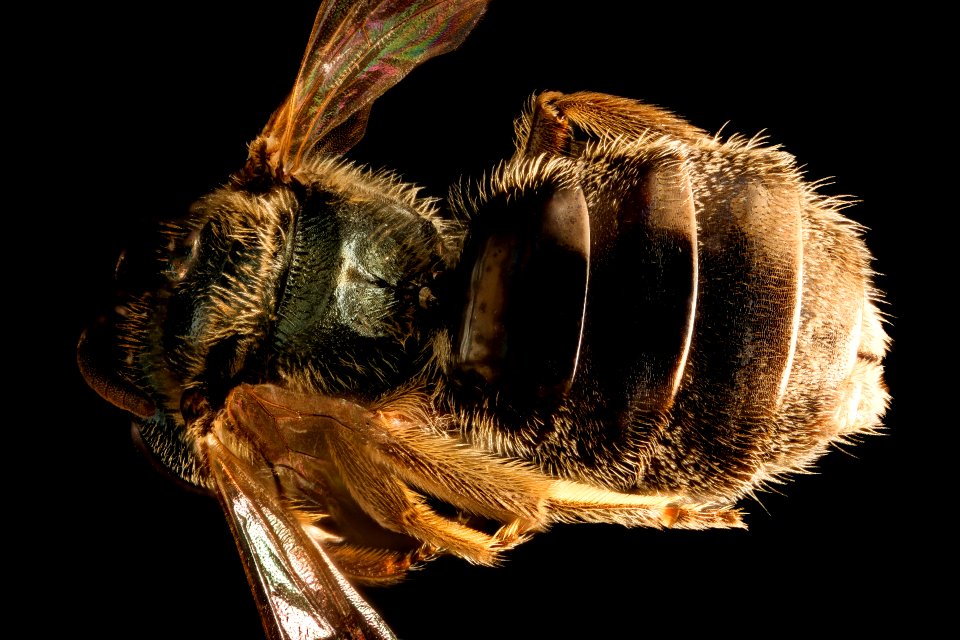 Lasioglossum 2, f, propodium, Humboldt Co. CA 2016-04-15-23.33