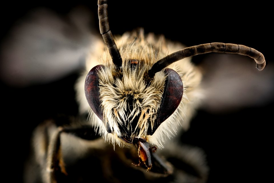 Colletes compactus, m, face, Nelson Co., VA 2018-06-19-16.21