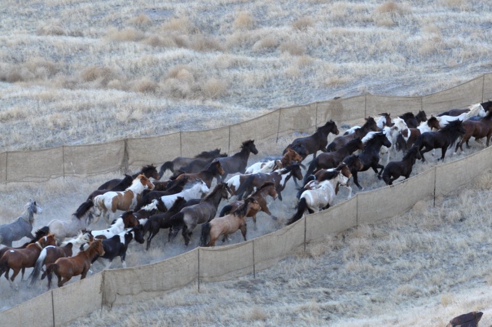 Cedar Mtn HMA Wild Horse Gather 02/24/12