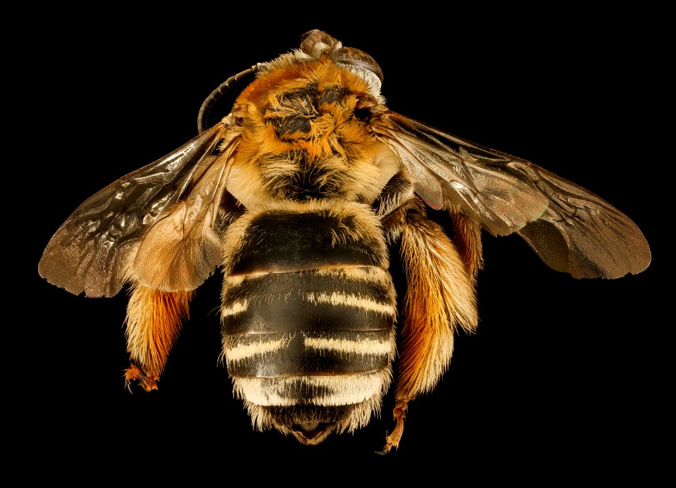 Melissodes tepaneca, f, back, SC, Jasper Co 2015-11-24-17.12