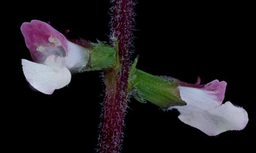 Phryma leptostachya 2, Lopseed, GFG, Howard County, Md, Helen Lowe Metzman 2019-10-23-20.54.52 ZS PMax UDR