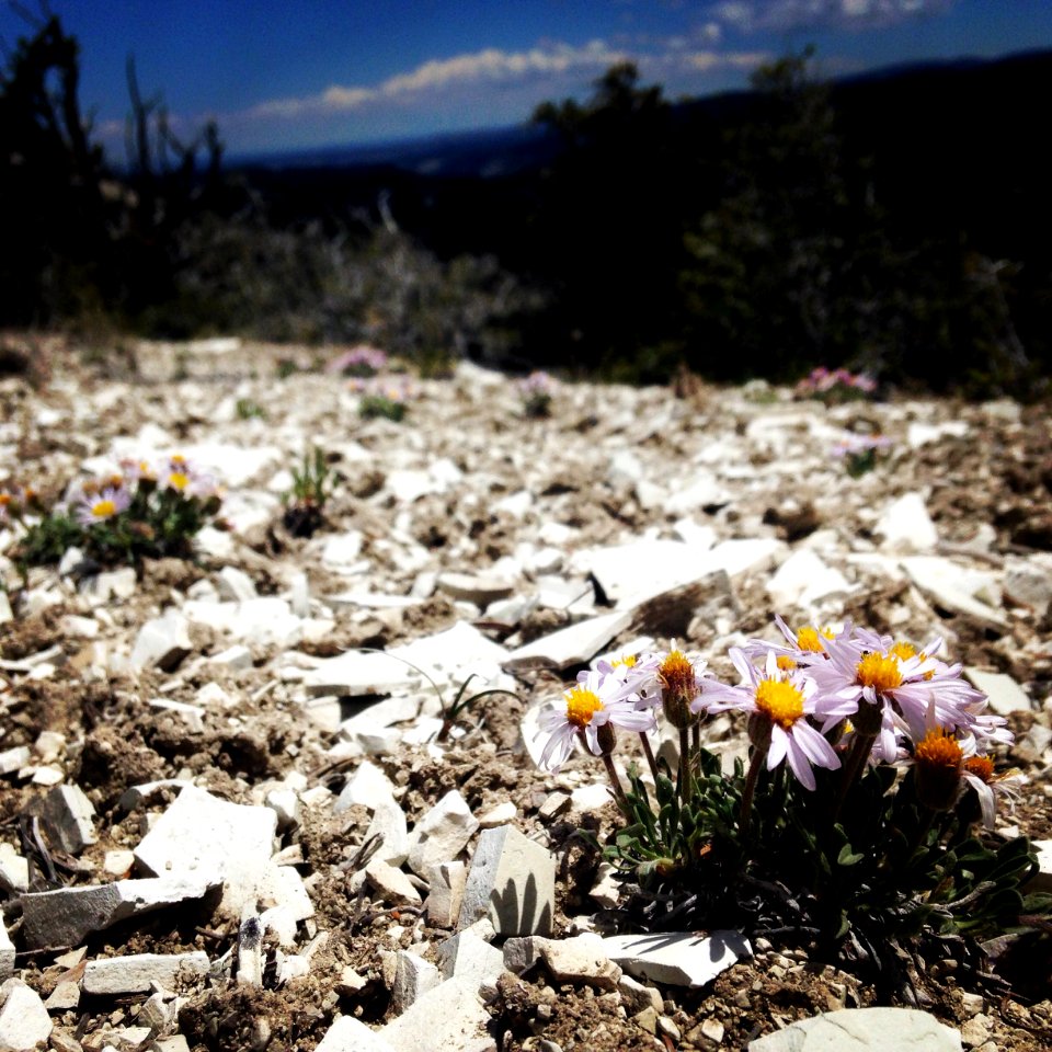Marly Ridge Daisy