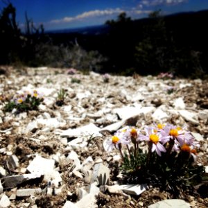 Marly Ridge Daisy