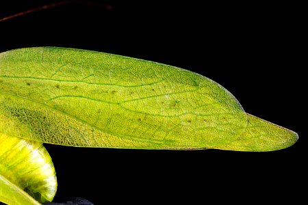 Amblycorypha oblongifolia,-wing 2012-07-26-17.14.20-ZS-PMax photo