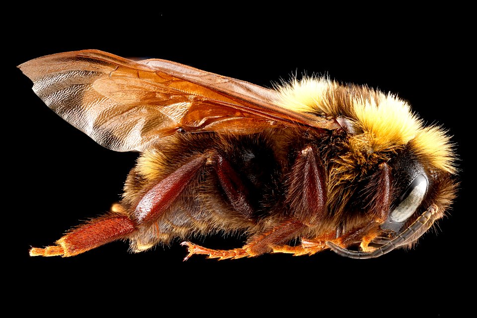 Bombus variabilis, male, side 2, Maryland 2012-08-28-16