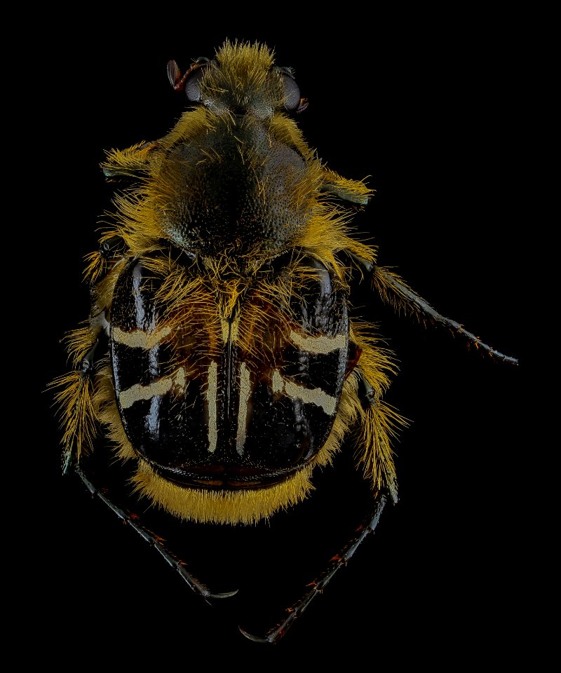 Trichiotinus assimilis, 11724, U, Back, MD 2013-07-18-15.36.31 ZS PMax