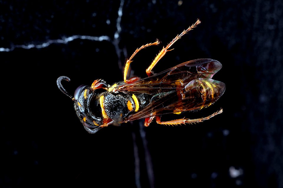 Sphecidae,-back 2012-07-31-20.09.02-ZS-PMax