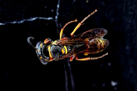 Sphecidae,-back 2012-07-31-20.09.02-ZS-PMax