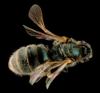 Lasioglossum marinum, Female, Back, Georgia, Camden County 2013-01-25-16.08.44 ZS PMax photo