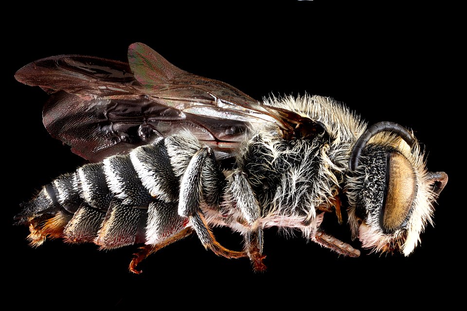 Coelioxys porterae, male, side 2012-07-09-18.25.35 ZS PMax
