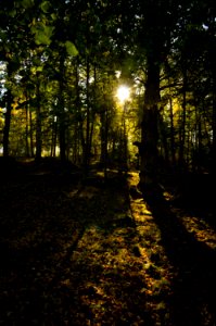 Autumn Afternoon at Lenholmen