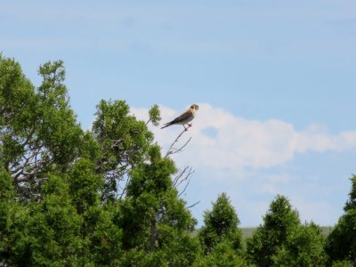 Kestrel