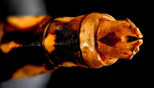 Dragonfly, U, genitalia top 2013-01-11-14.10.09 ZS PMax