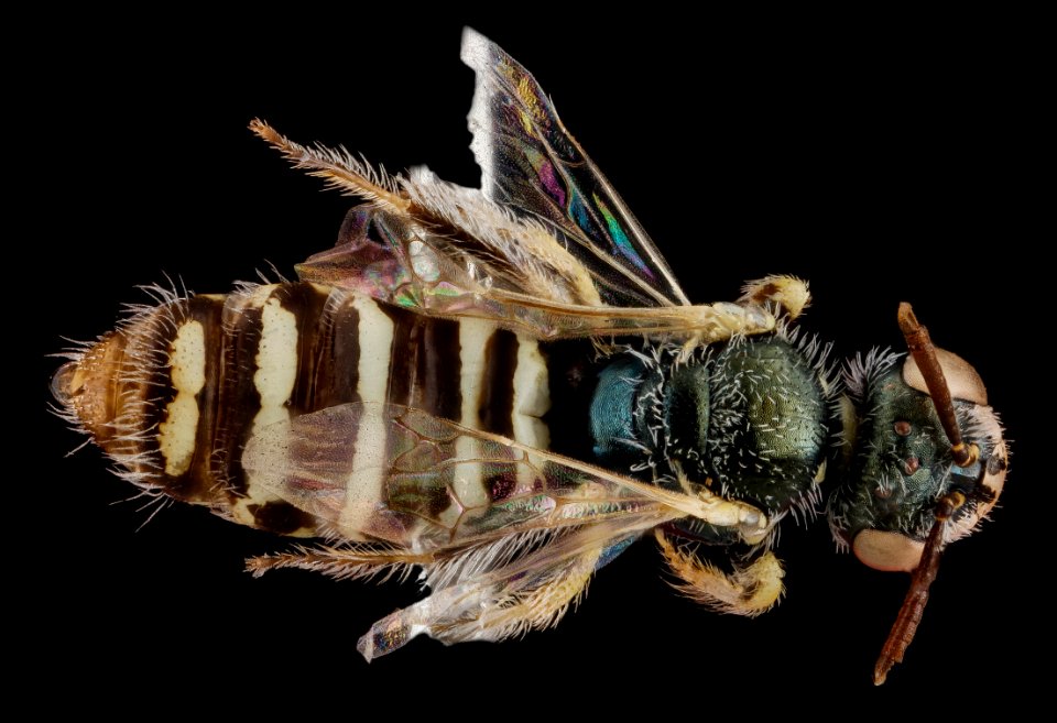 Perdita aridella, female, back 2012-07-31-17.41.29 ZS PMax
