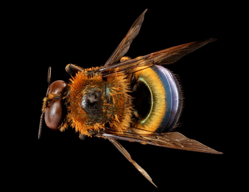 Xylocopa micans, m, back, Charleston Co., SC 2019-03-21-14.40.37 ZS PMax UDR