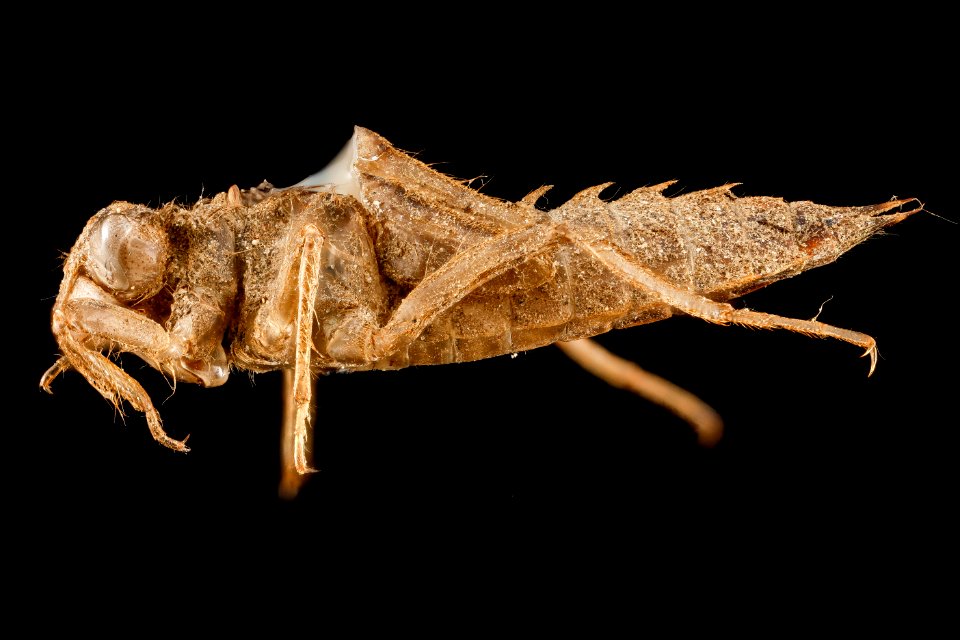 Libellula deplanata, side, P.G. County, Central Tract, Patuxent 2013-01-17-19.10.22 ZS PMax