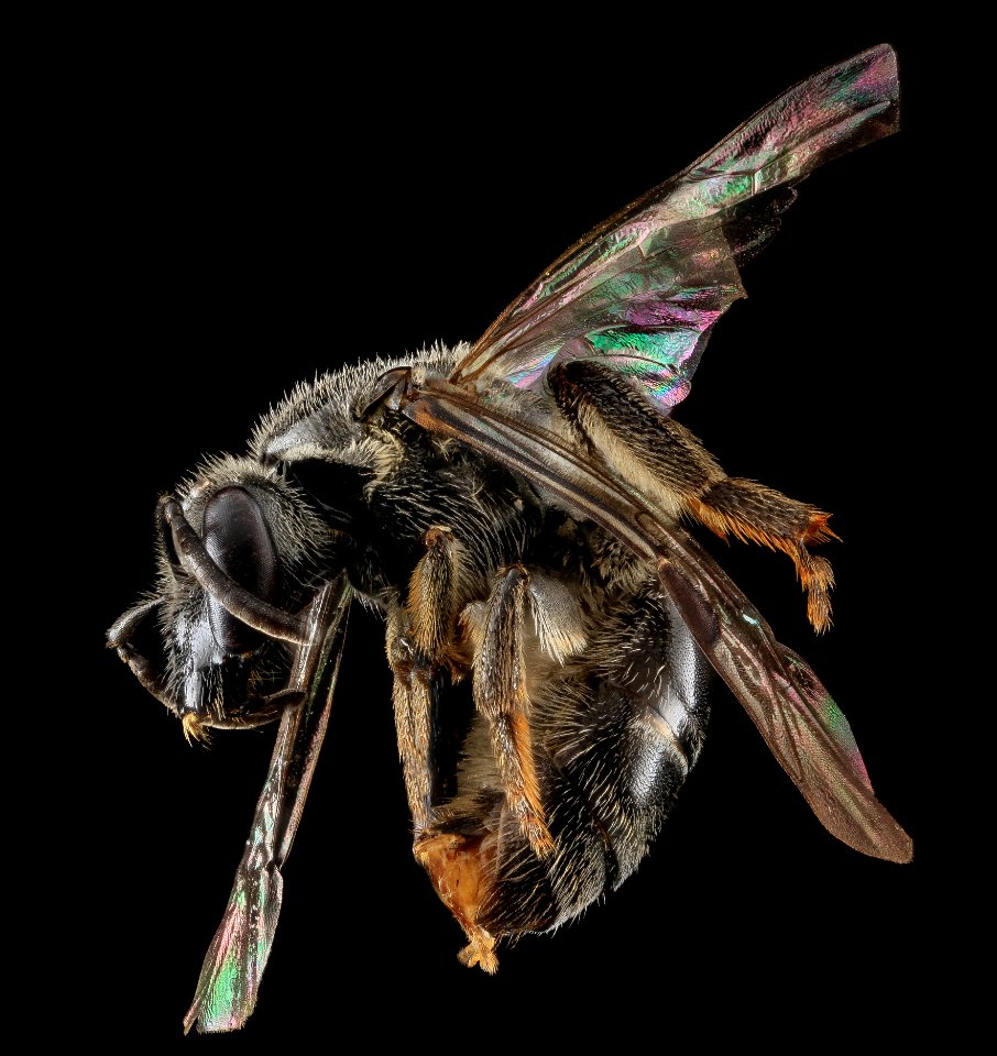L. pectinatum, F, Side 2, MD 2013-06-18-15.07.30 ZS PMax