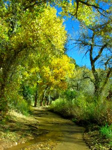 Cottonwood Creek