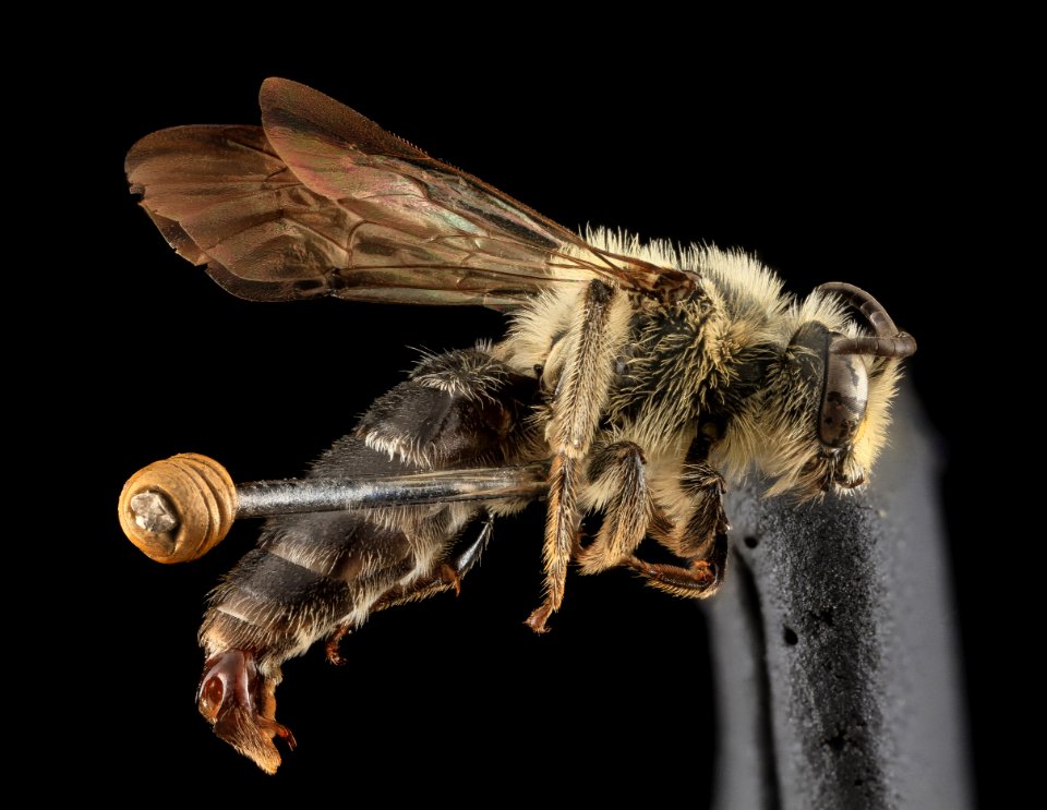 Andrena asteris, Male, Side, MD, Prince Georges Co 2013-06-03-17.26