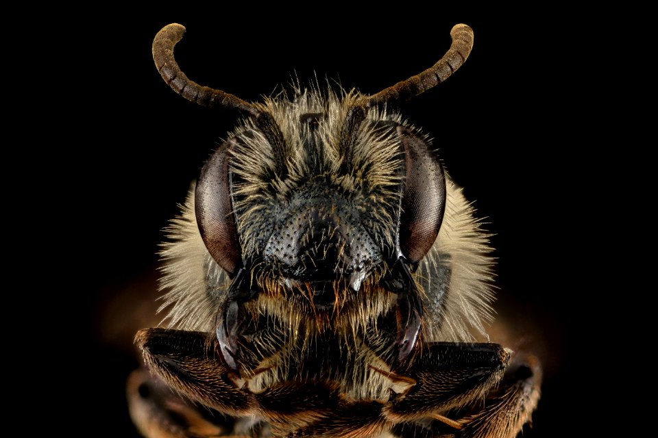 Andrena geranii, F, Face, WI 2014-03-05-17.13