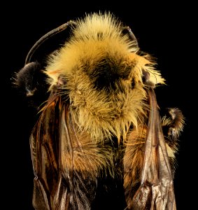 Intersex Bombus bimaculatus, gyn, back2, washington, oh 2014-05-07-19.20.21 ZS PMax photo