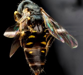 Perdita octomaculata, M, back, Maryland, Anne Arundel Co 2013-04-18-11.12.48 ZS PMax