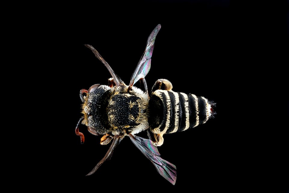 Coelioxys coturnix,-male,-back 2012-07-13-17.05.50-ZS-PMax