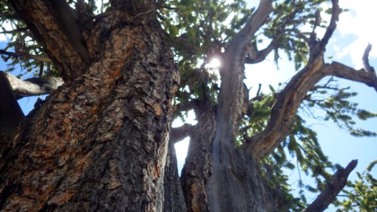 bristlecone pine