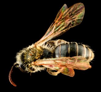 Andrena nigrae, M, Back, MD, PG County 2013-08-20-16.32.12 ZS PMax