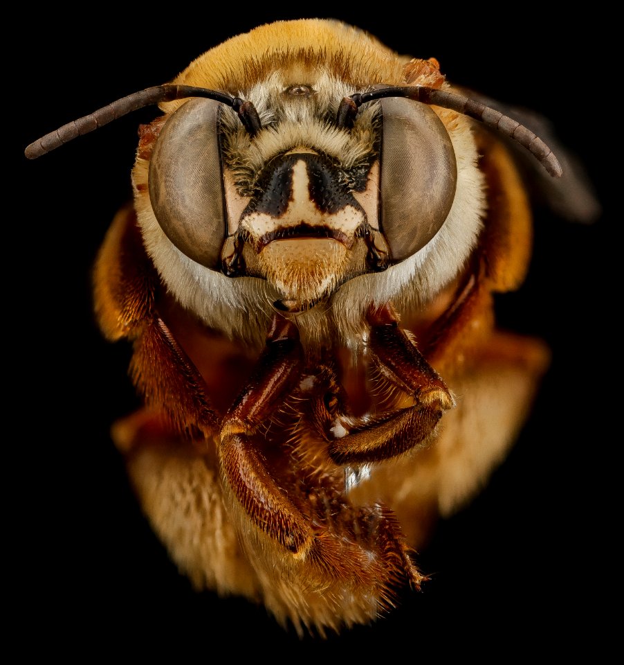 Centris errans, F, face, San Salvador Island, Bahamas 2012-11-13-10.51.39 ZS PMax
