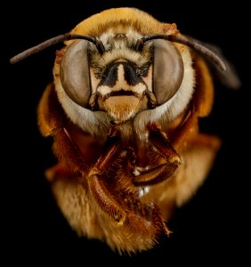 Centris errans, F, face, San Salvador Island, Bahamas 2012-11-13-10.51.39 ZS PMax photo