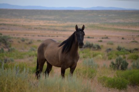 2nd Place in the Wild Wanderings Category