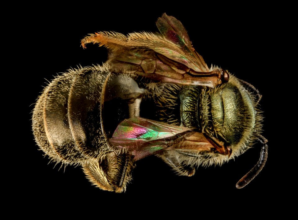 Lasioglossum versatum, F, back, MD, Cecil County 2013-07-08-18.05.57 ZS PMax